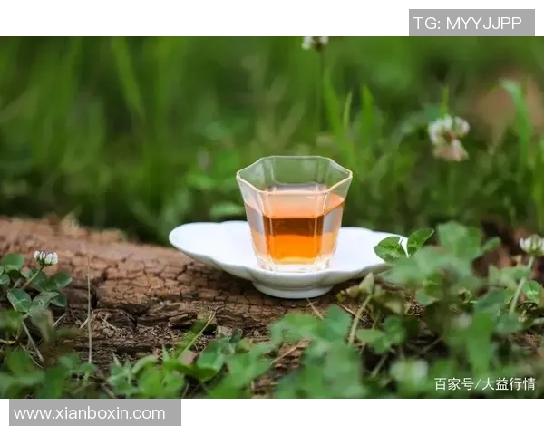 广东大益茶与吉林茶文化的碰撞与融合探讨