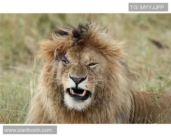 悉尼狮吼与布里班狮吼的精彩对决谁将赢得这场激烈的较量