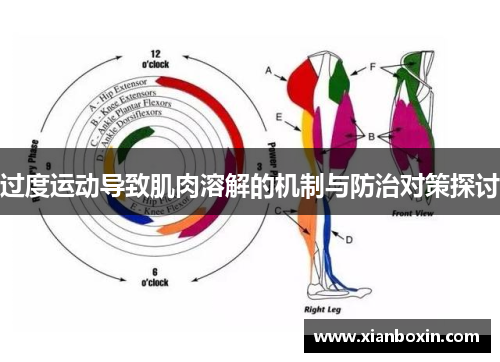 过度运动导致肌肉溶解的机制与防治对策探讨